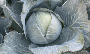 Missourima RZ Cabbage (Treated Seed)