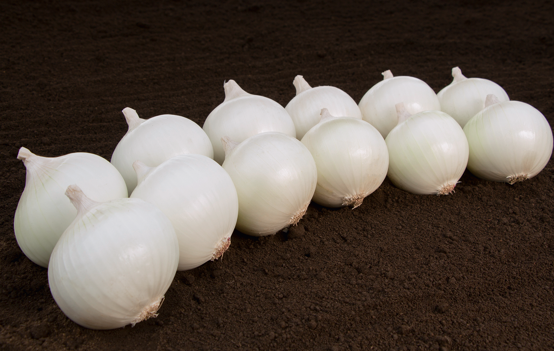 Monjablanca Onion (Treated Seed)