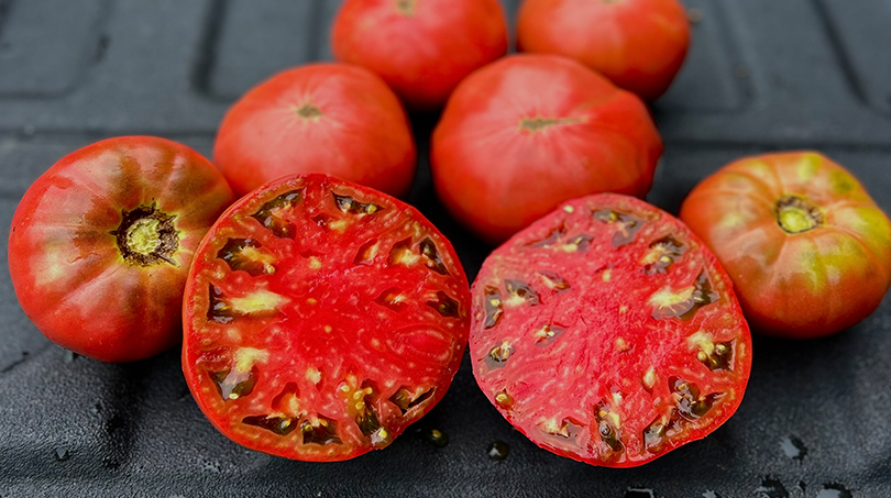 Mountain Heritage Tomato (Not Treated)