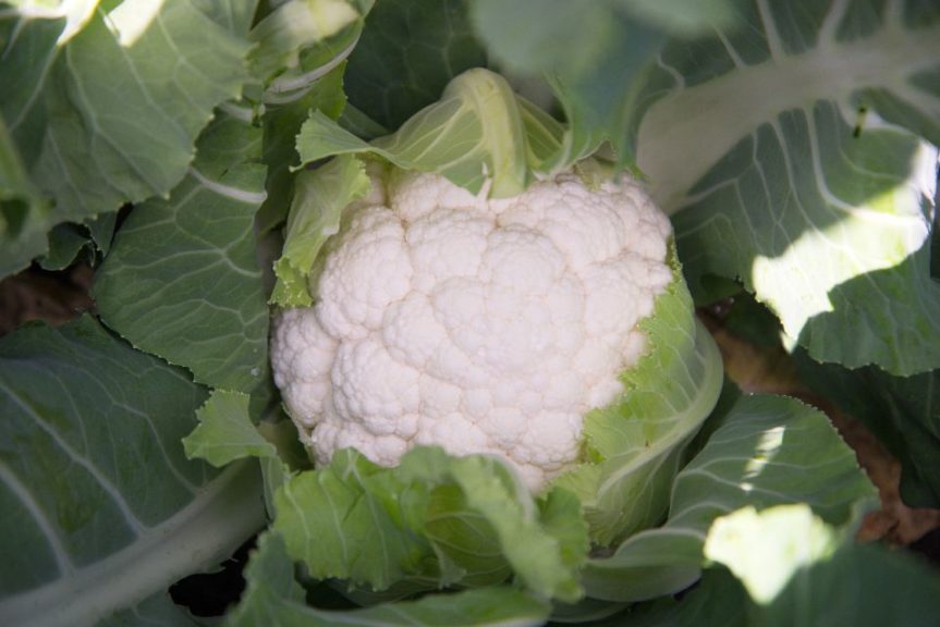 Nebula Cauliflower (Treated Seed)