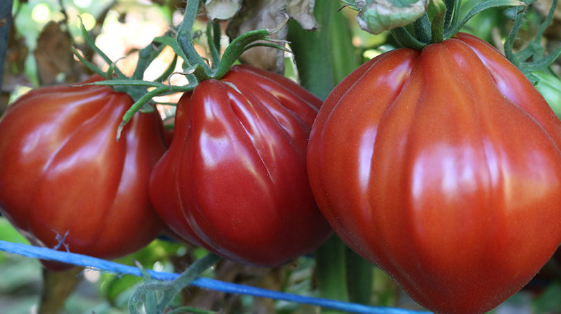 Palpatation Tomato (Not Treated)