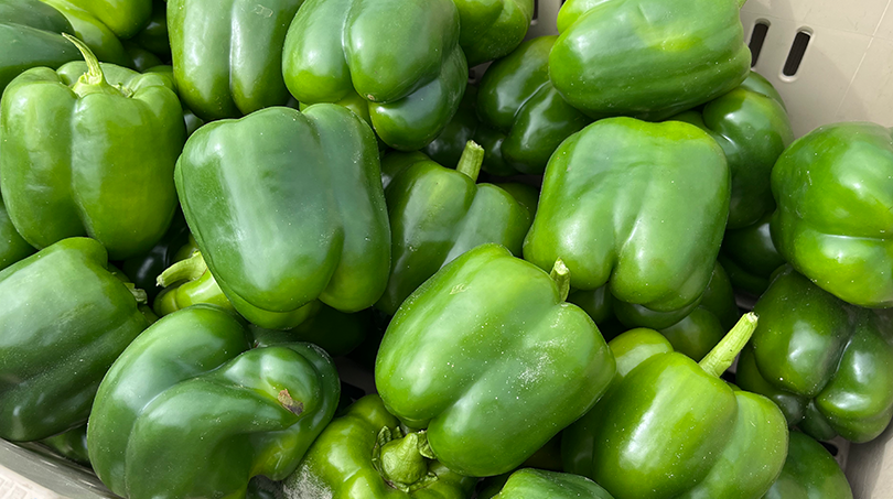 Payline S10® Pepper (Treated Seed)