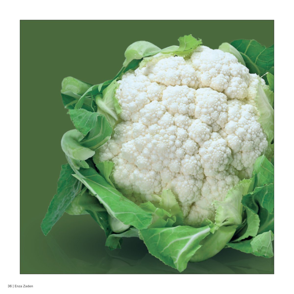 Prestique Cauliflower (Treated Seed)