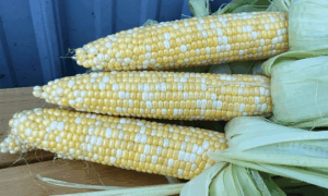 Succession Sweet Corn (Cruiser Treated)