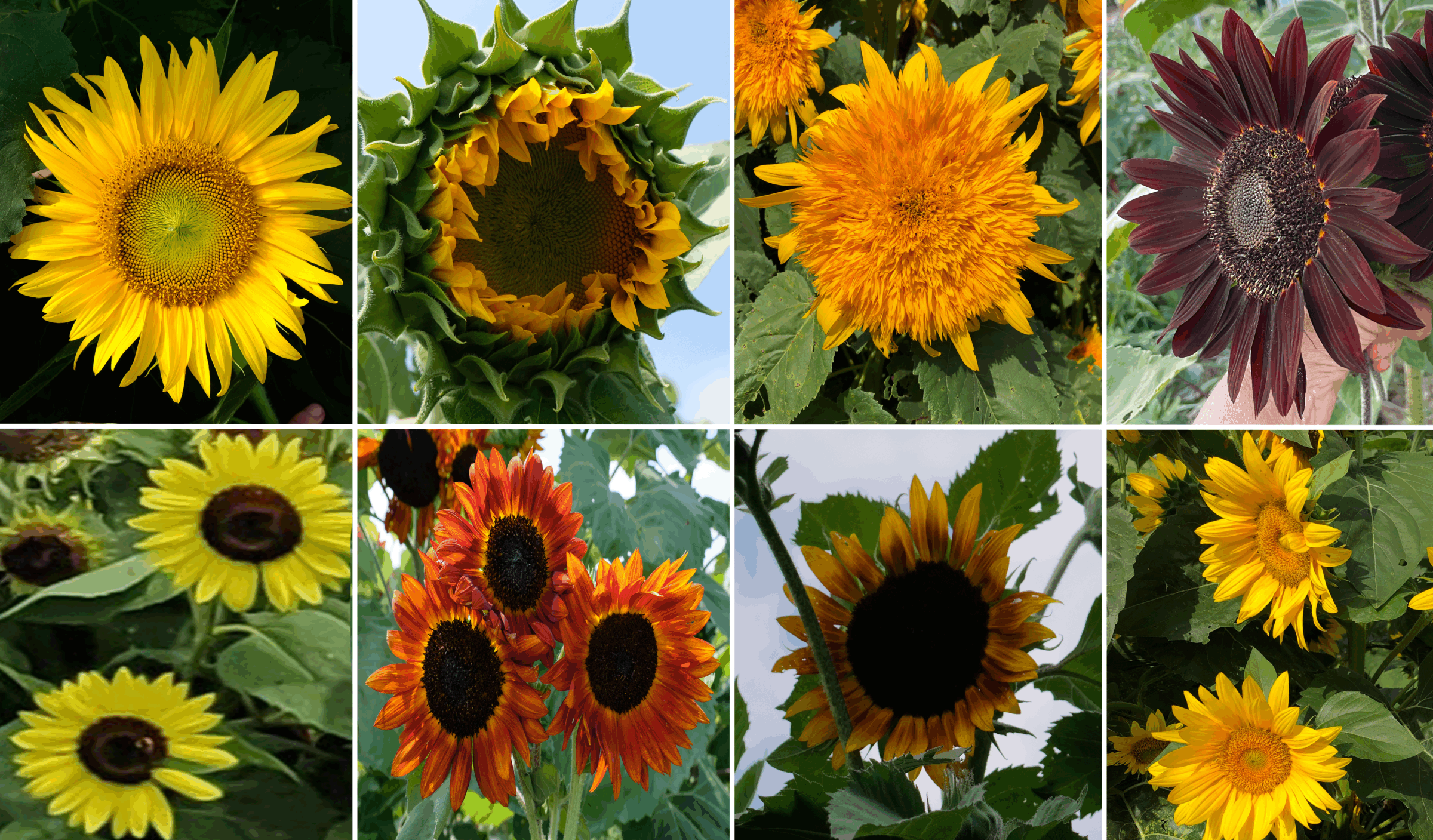 Sunshine Field Mix (Not Treated)