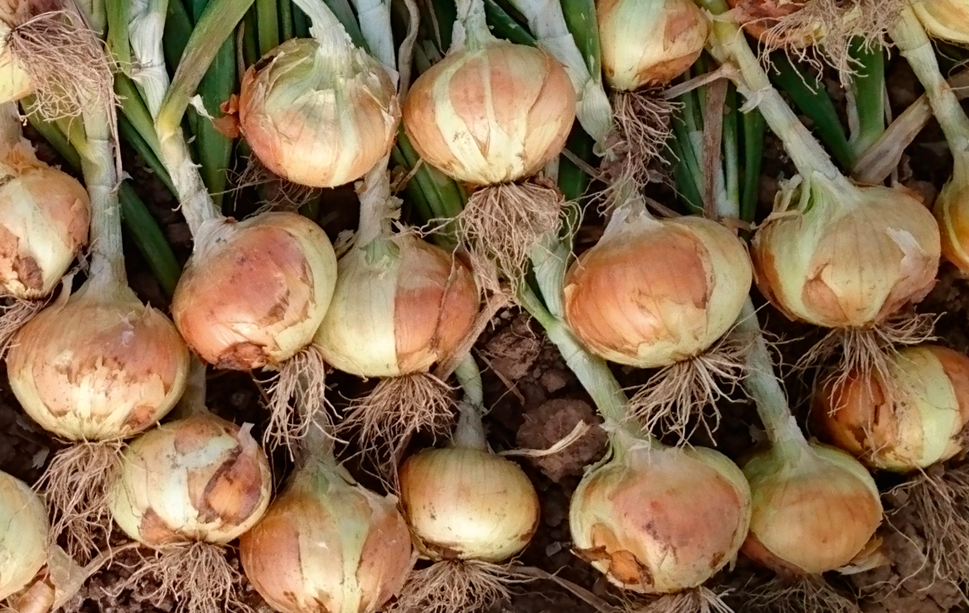 Sweet Tule Onion (Treated Seed)