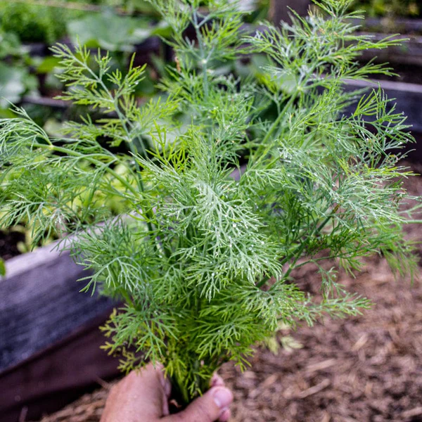 Dill Thalia (Not Treated)