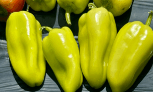 Topgear Pepper (Treated Seed)