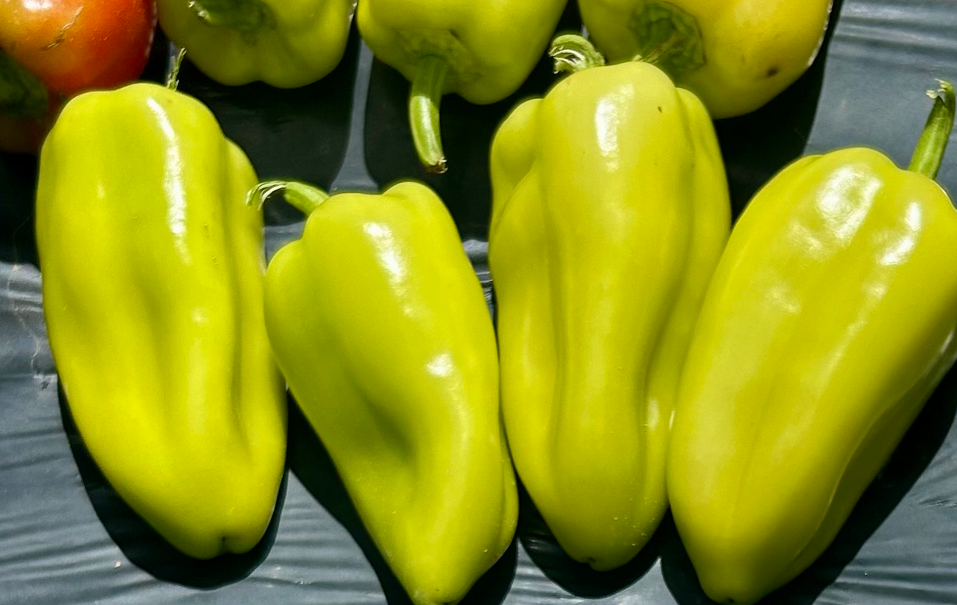 Topgear Pepper (Not Treated)