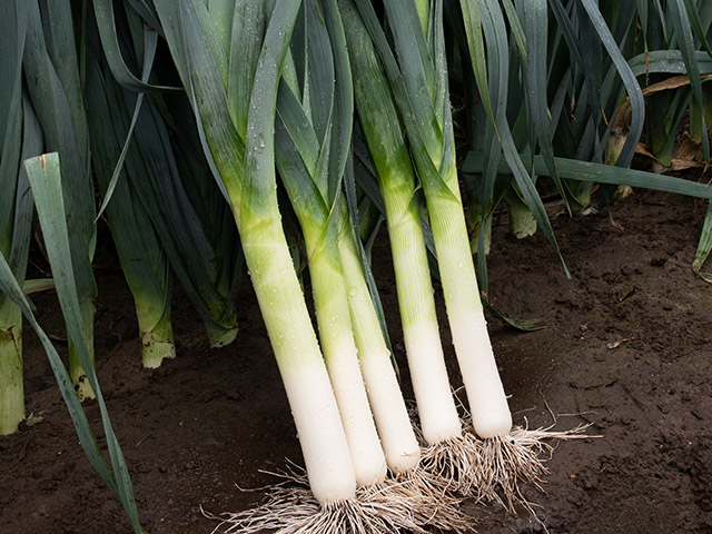 Turin Leek (Primed/Pelleted)