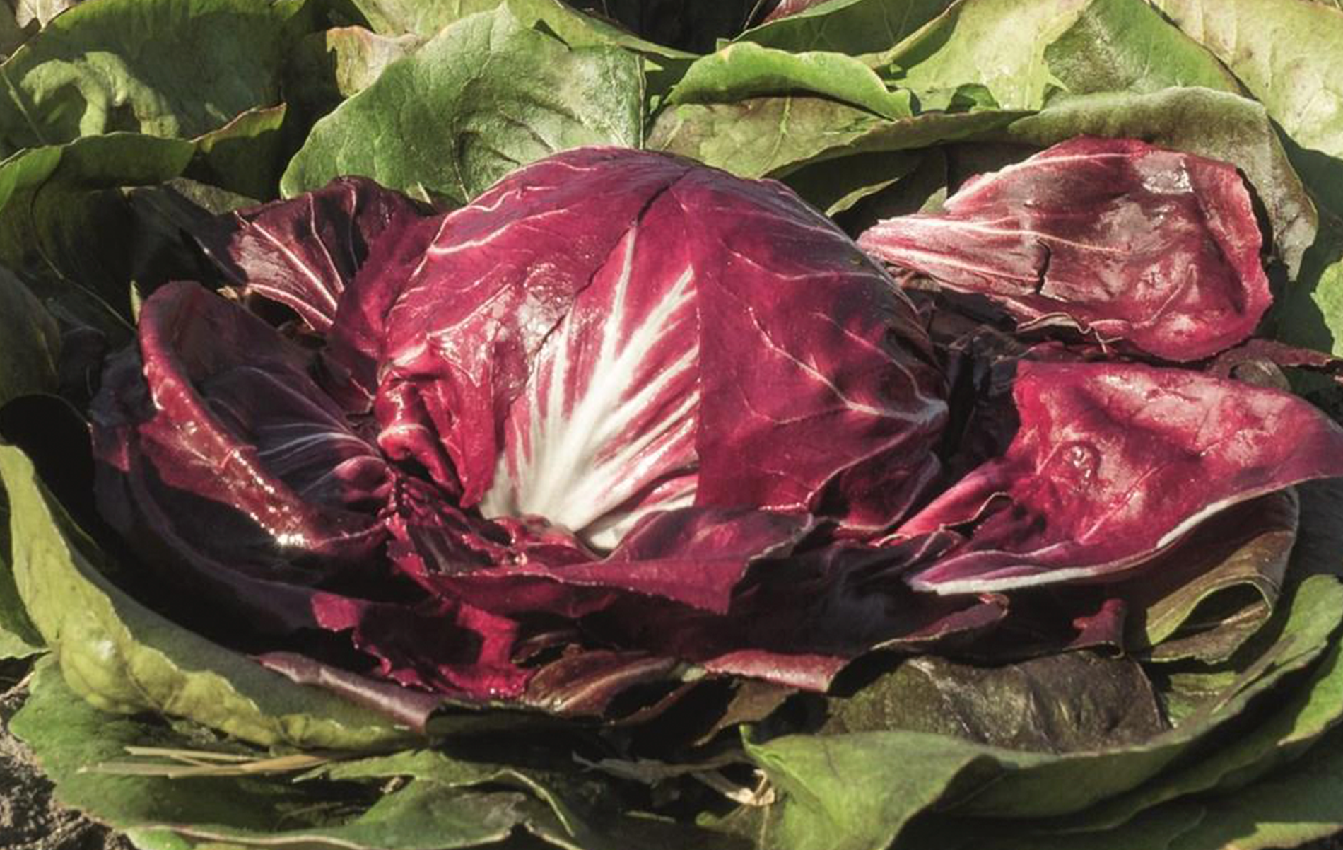 Vasari Radicchio (Organic)