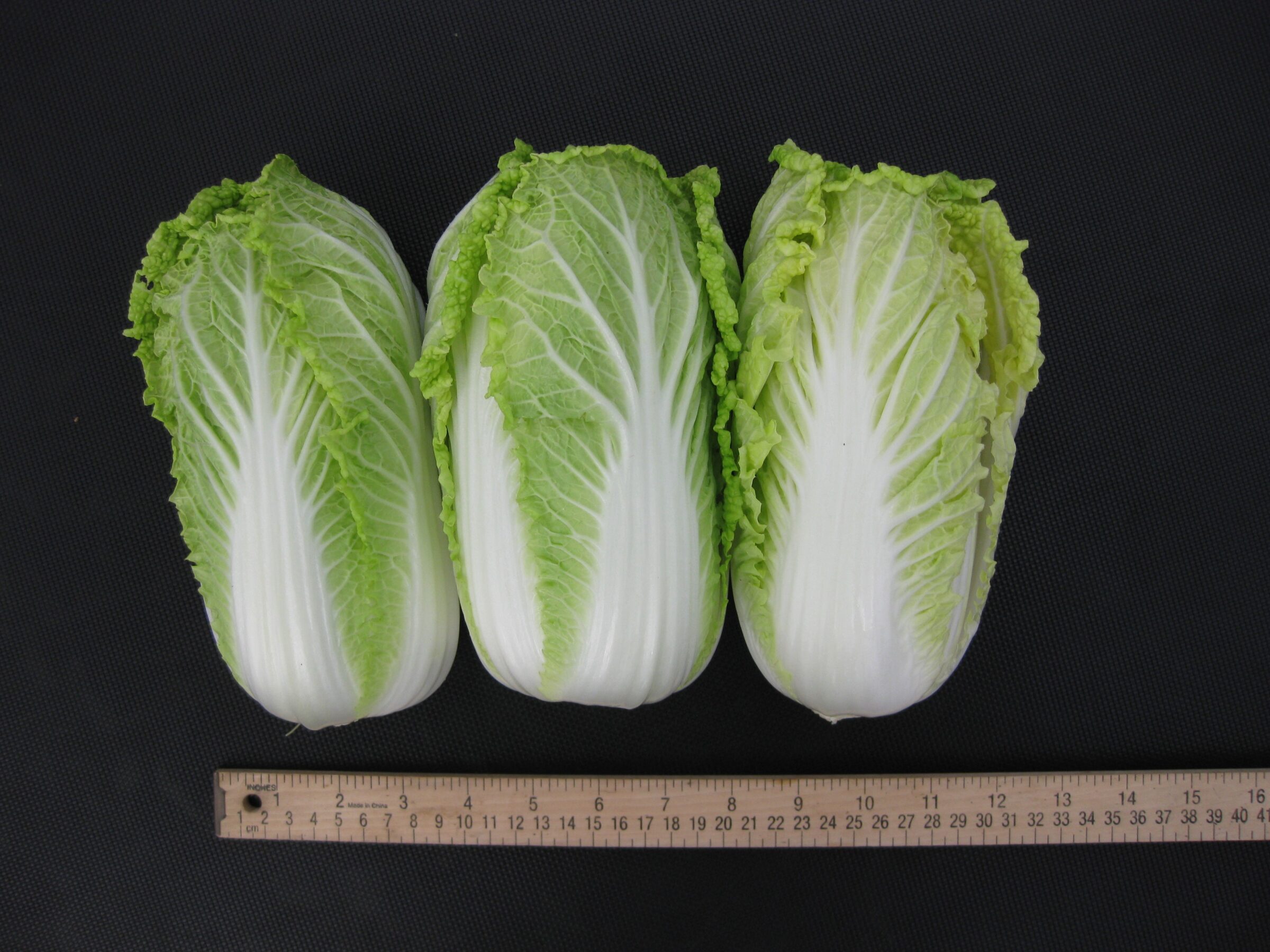 T-006 Mini Napa Cabbage (Treated Seed)