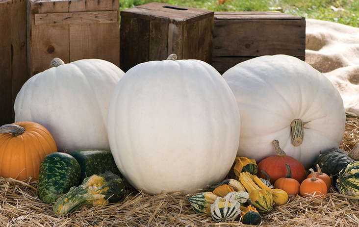 Polar Bear Pumpkin (Treated Seed)