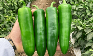 Unicron Pepper (Not Treated)