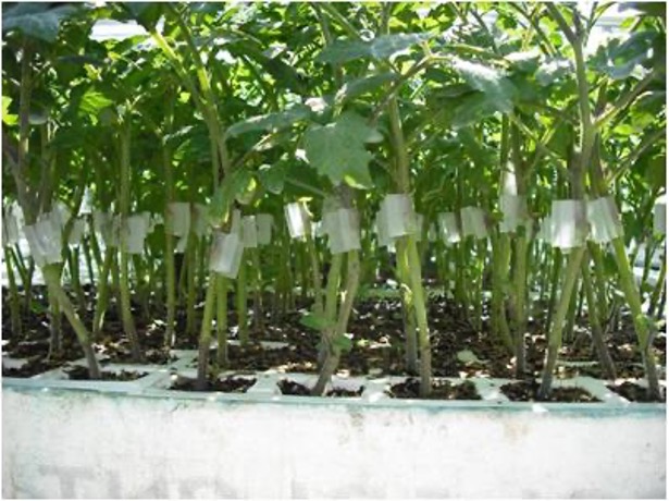 Fortius Rootstock Tomato (Pelleted)