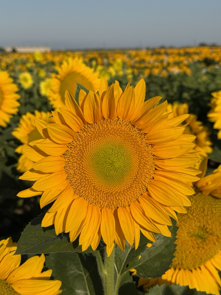 Procut Gold Lite DMR Sunflower (Not Treated)