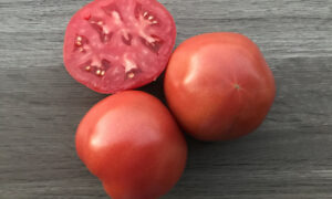 Rubee Goddess Tomato (Not Treated)