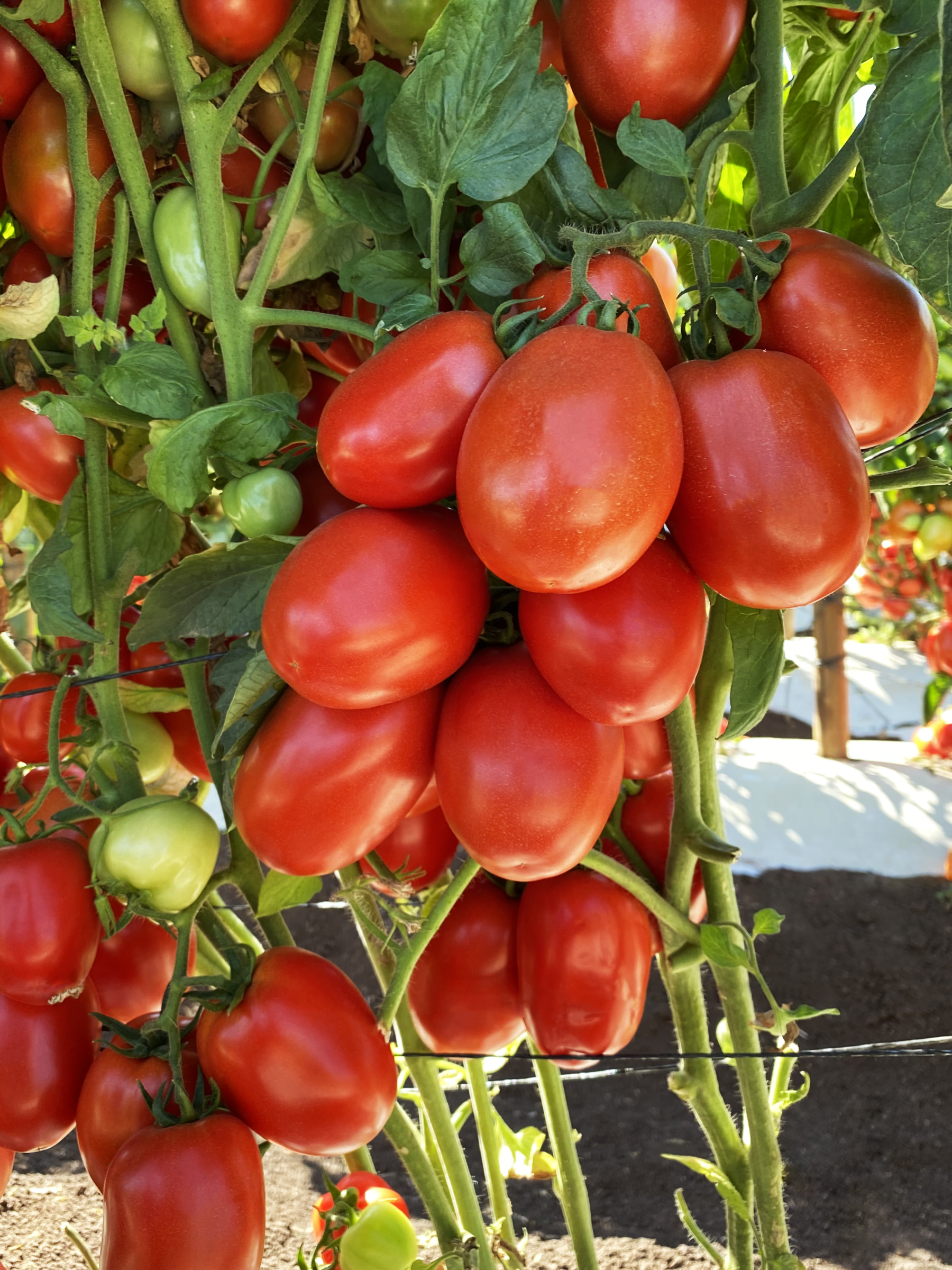 Inca Tomato (Not Treated)