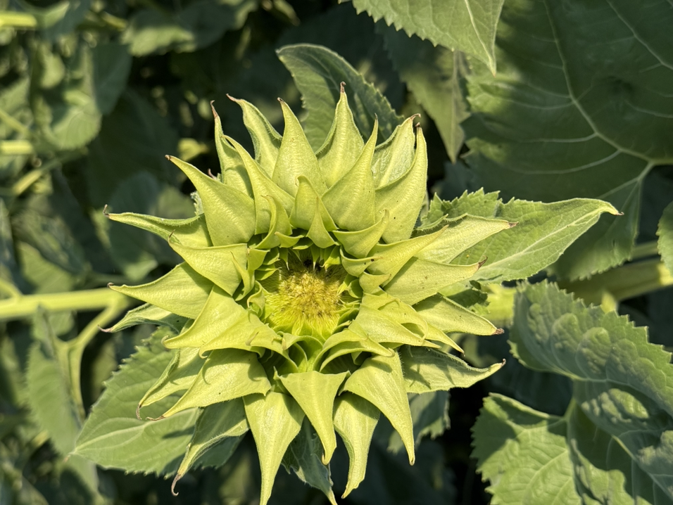 Sunfill® Green Sunflower (Not Treated)