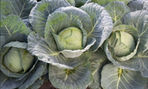 Cheers Cabbage (Treated Seed)
