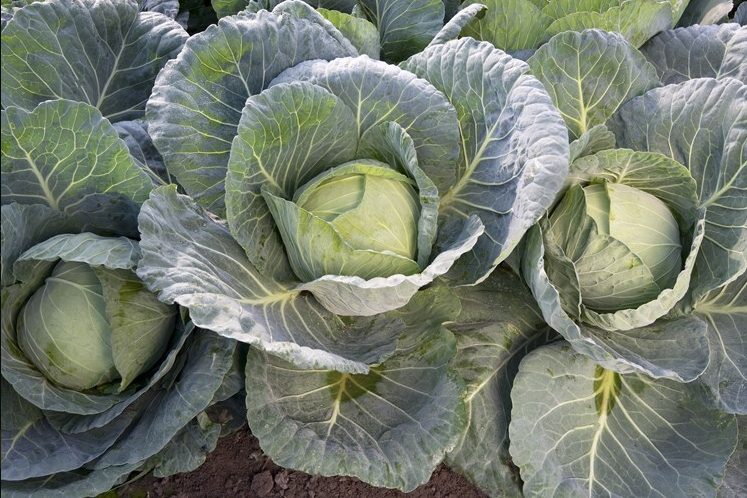 Cheers Cabbage (Not Treated)