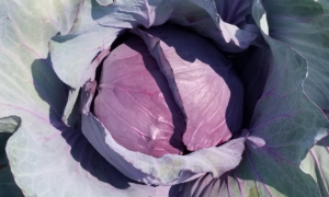 Red Globe Cabbage (Not Treated)