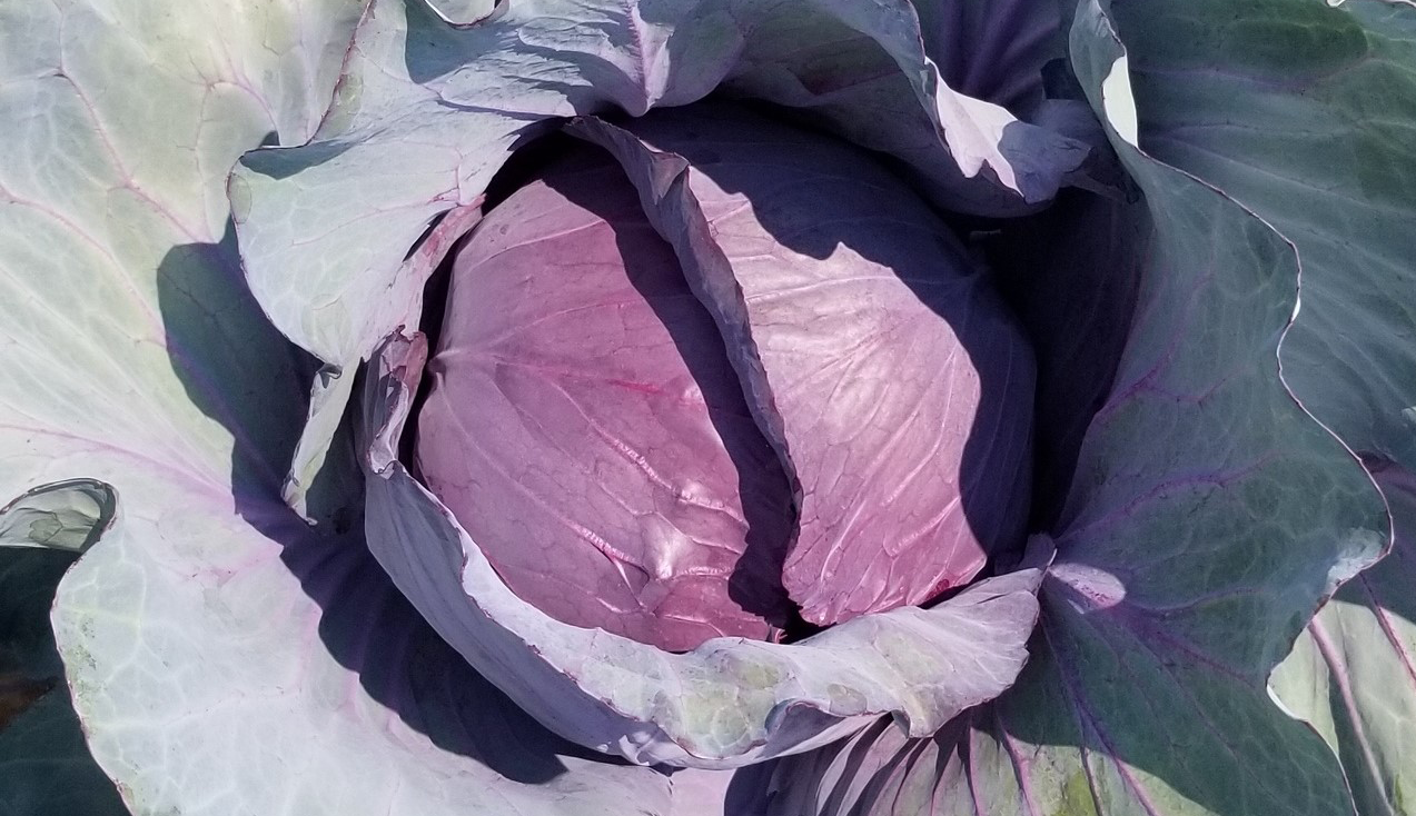 Red Globe Cabbage (Treated Seed)