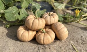 Sandita Pumpkin (Treated Seed)