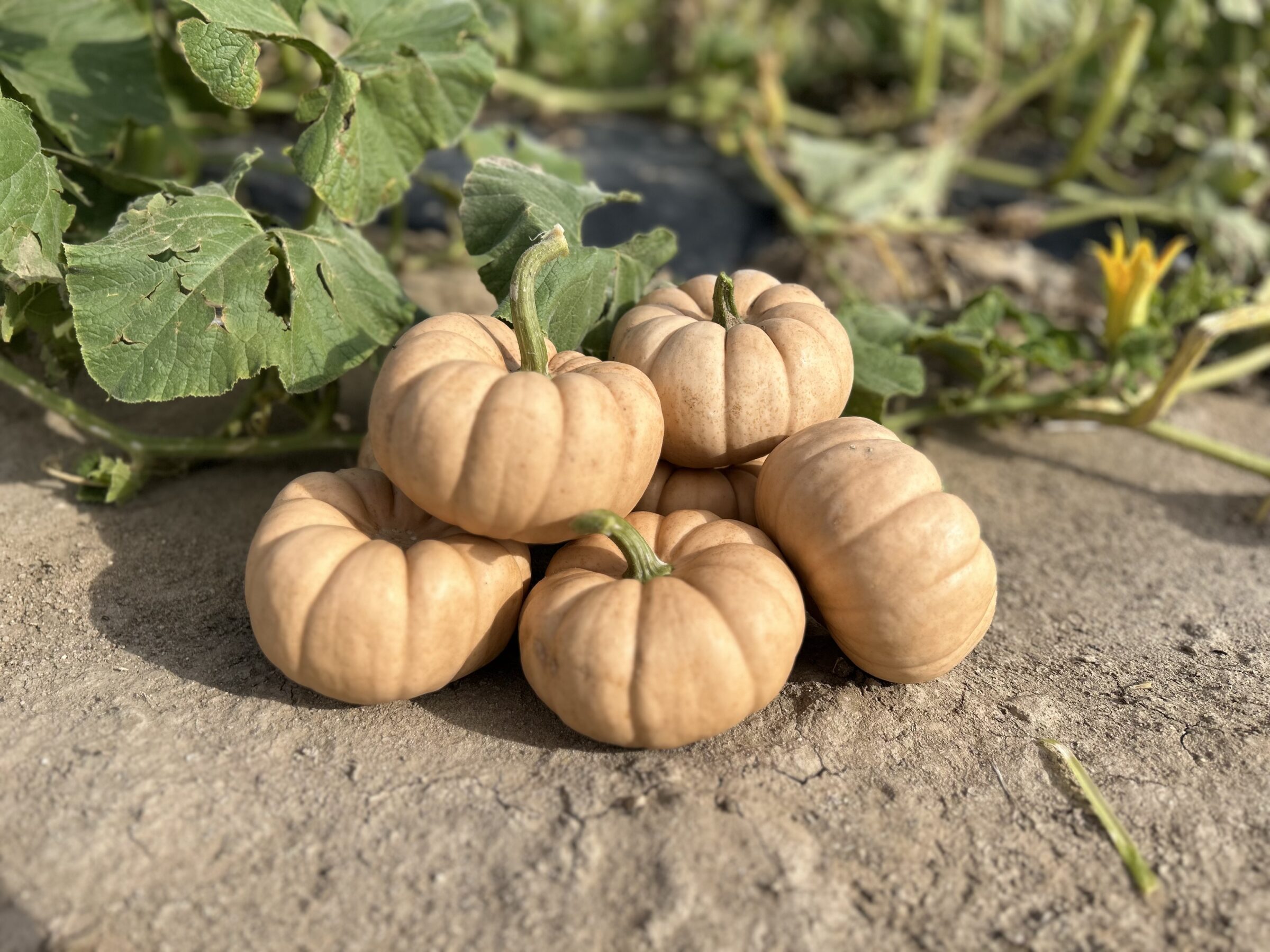 Sandita Pumpkin (Treated Seed)