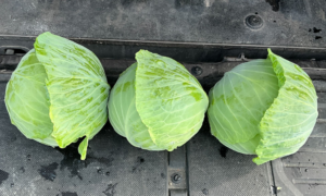 Applause Cabbage (Treated Seed)