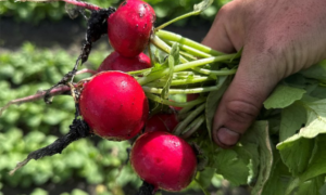 Regal Red Radish (Not Treated)