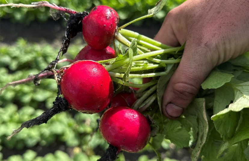 Regal Red Radish (Not Treated)