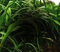 Triple Crown BMR Forage Sorghum-Sudangrass Hybrid