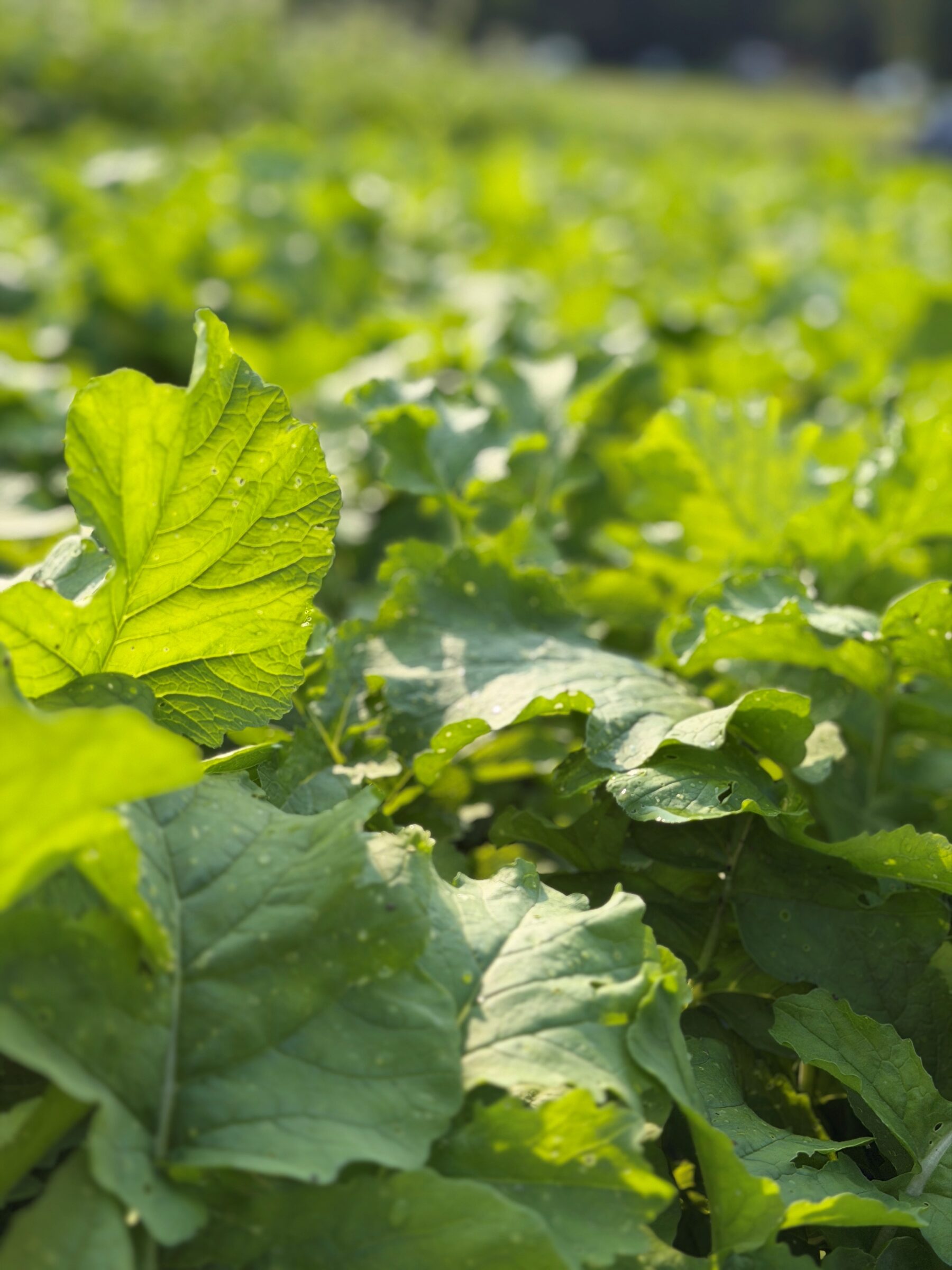 High Card (Triticale/Clover Overwintering System) - Image 3