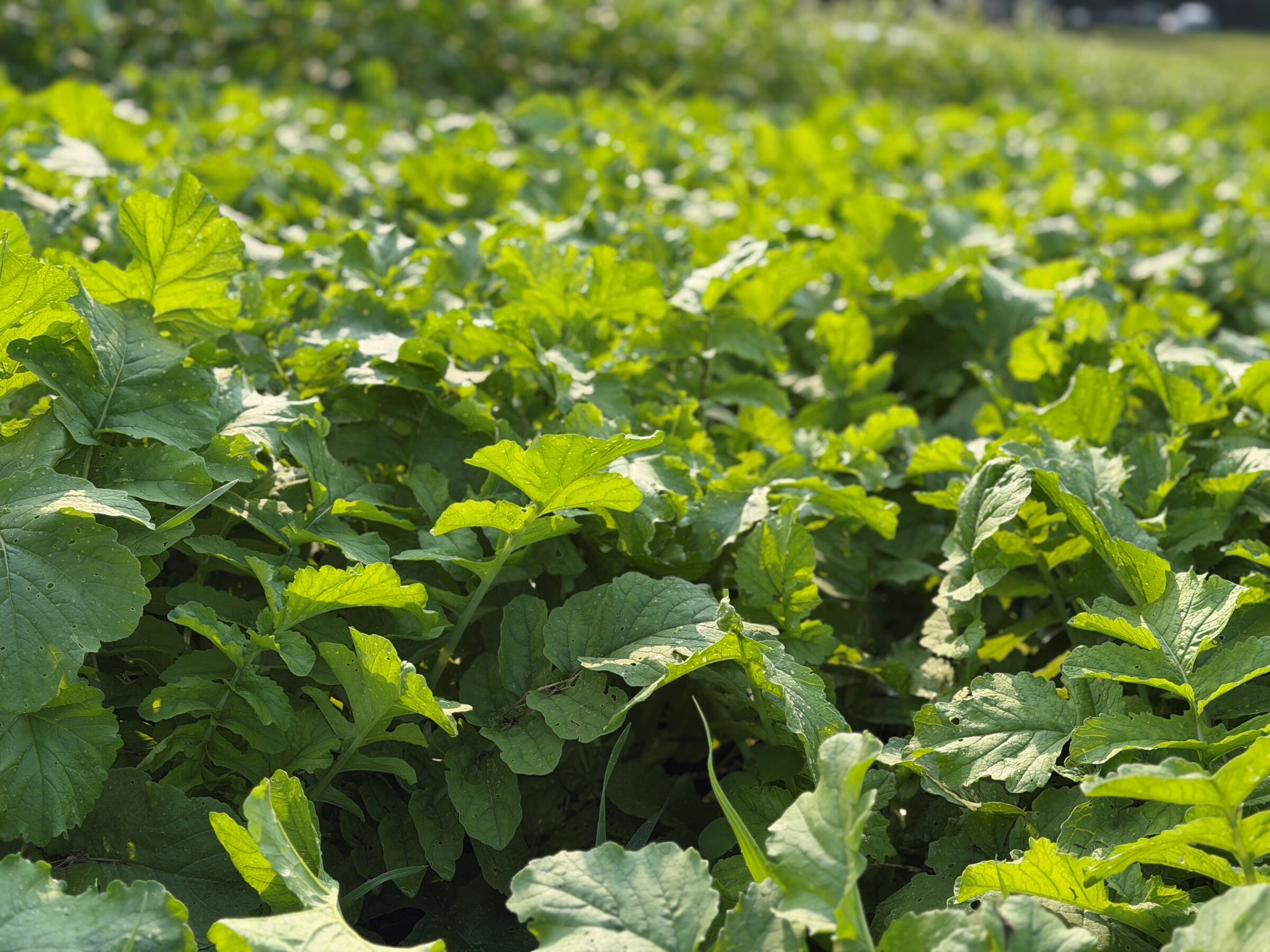 High Card (Triticale/Clover Overwintering System) - Image 4