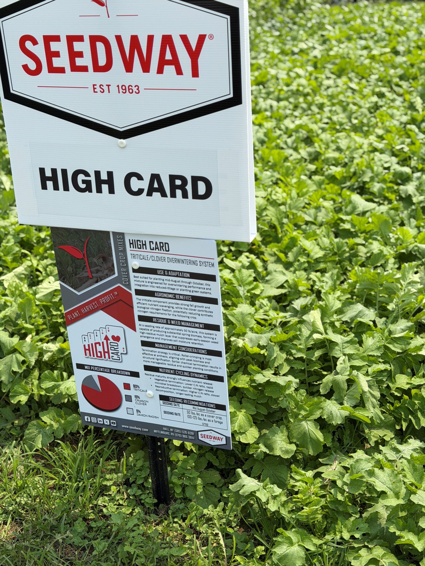 High Card (Triticale/Clover Overwintering System) - Image 2