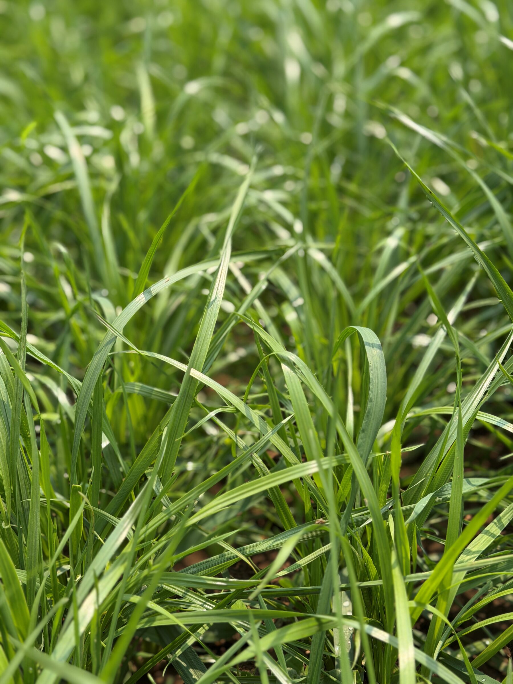 Pocket Aces (Grass-Based Nutrient Capture Mix) - Image 3
