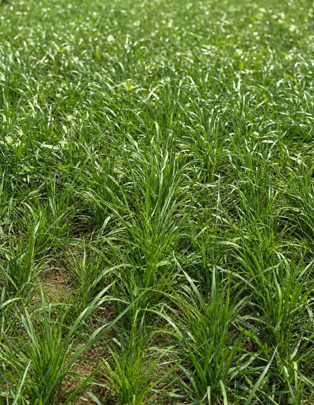 Pocket Aces (Grass-Based Nutrient Capture Mix) - Image 2