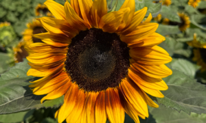 Procut Bicolor DMR Sunflower (Not Treated)