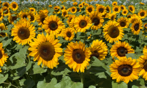 Procut Orange DMR Sunflower (Not Treated)