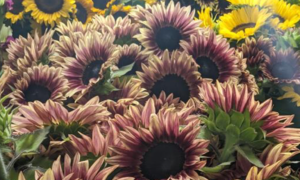 Procut Plum Sunflower (Not Treated)