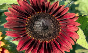 Procut Red Sunflower (Not Treated)