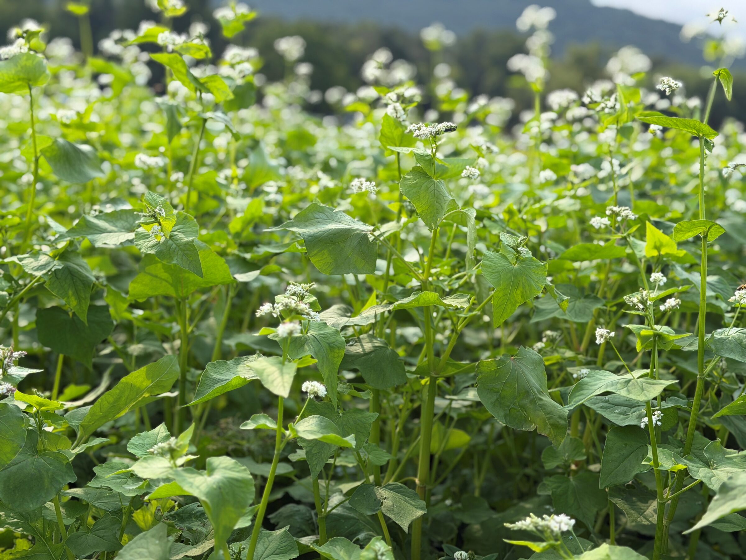 Royal Flush (Pollinator & Soil Health Mix) - Image 2