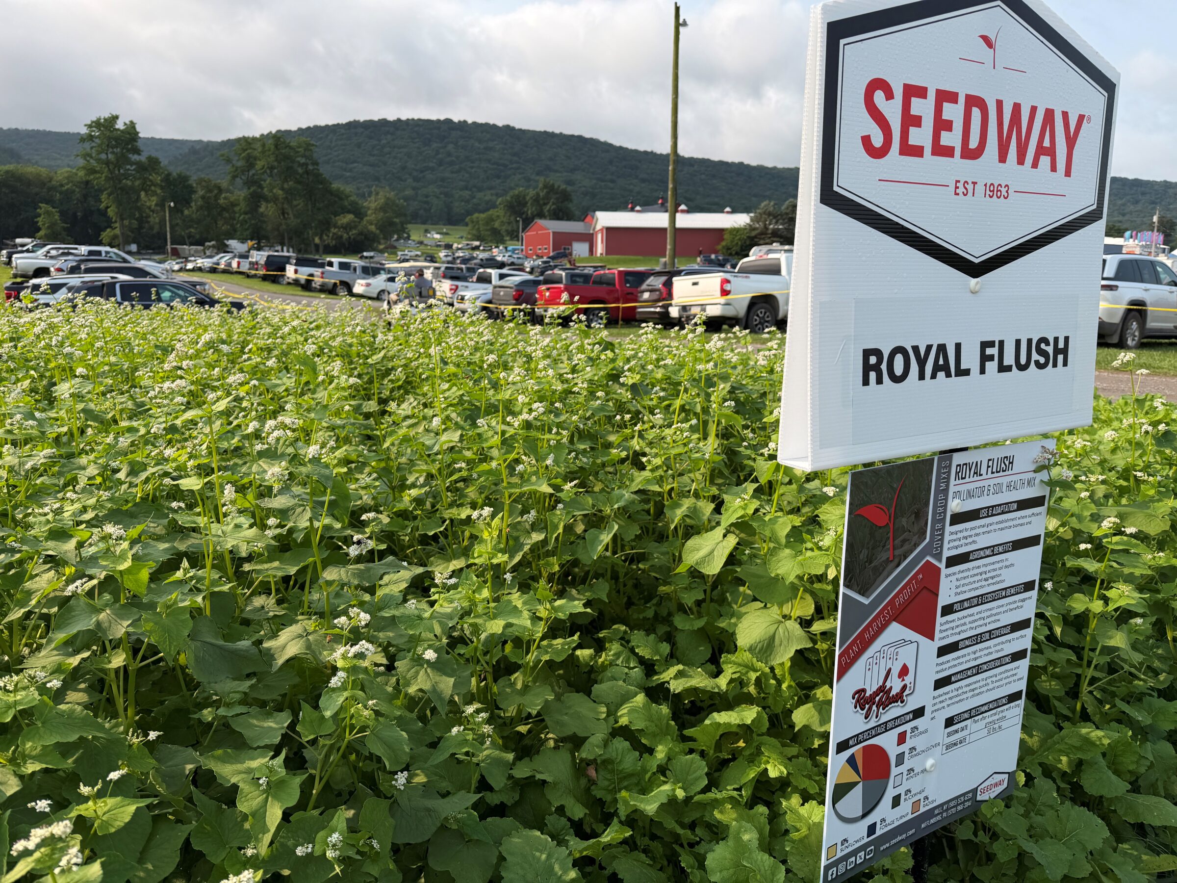 Royal Flush (Pollinator & Soil Health Mix) - Image 3