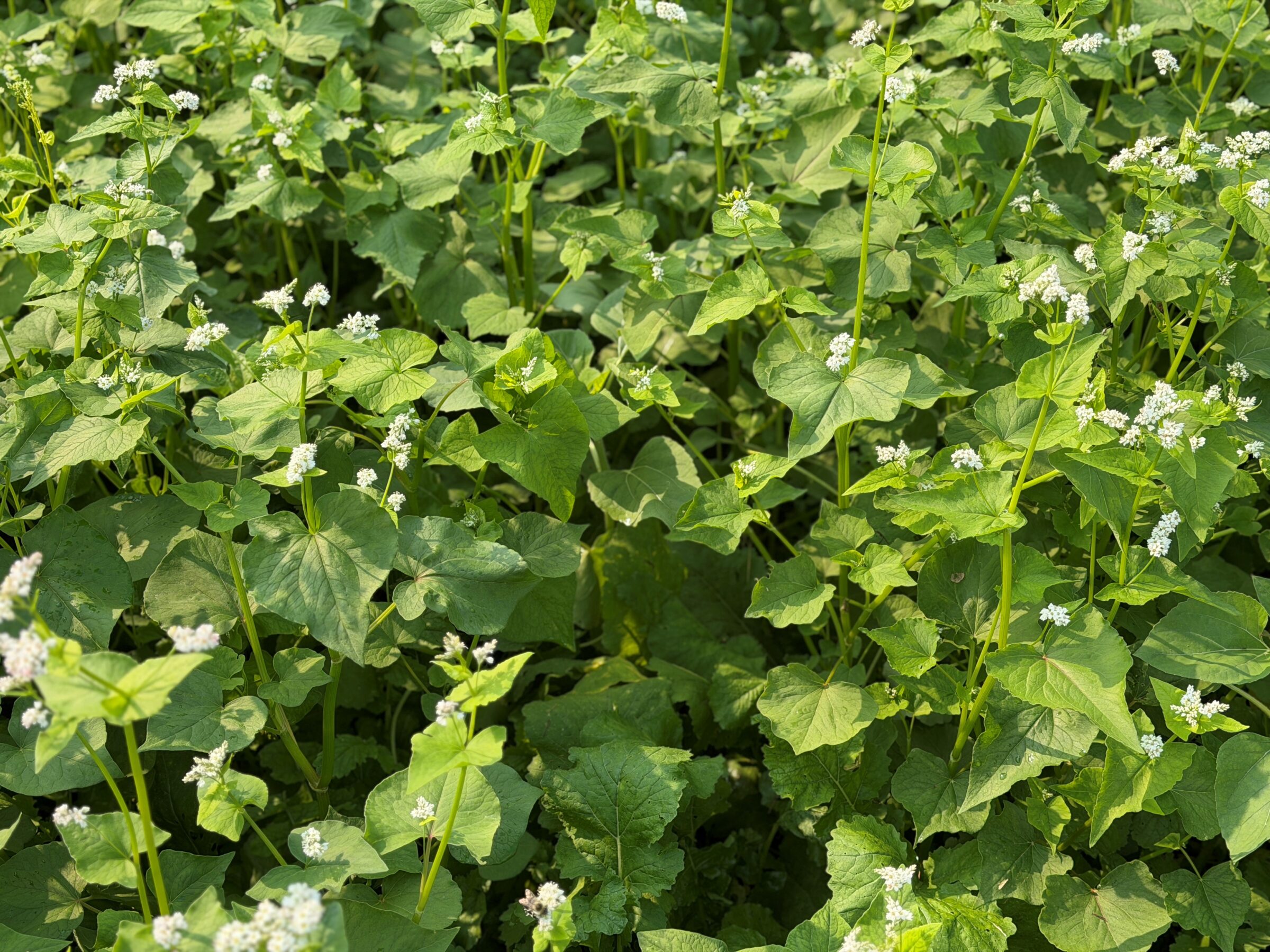 Royal Flush (Pollinator & Soil Health Mix) - Image 4