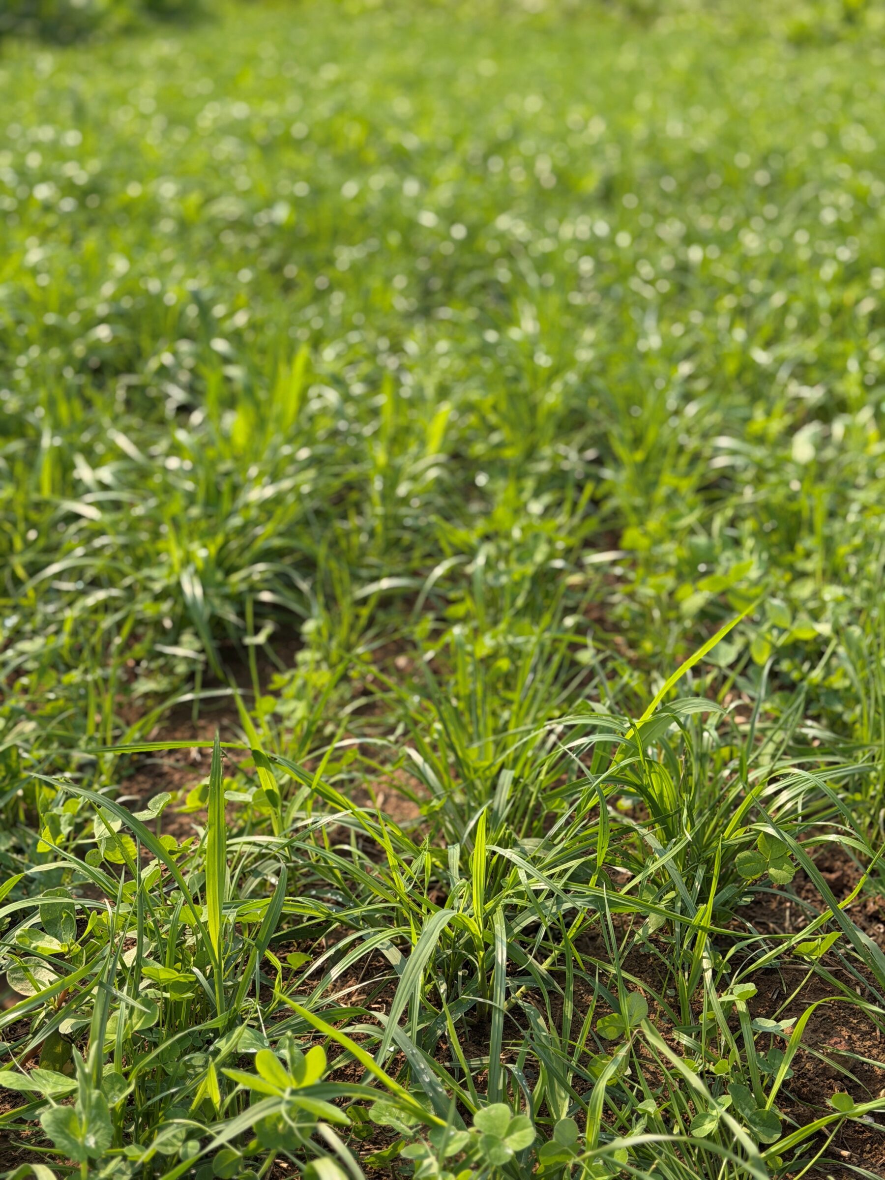Three-Of-A-Kind (High Biomass Soil Building Mix) - Image 2