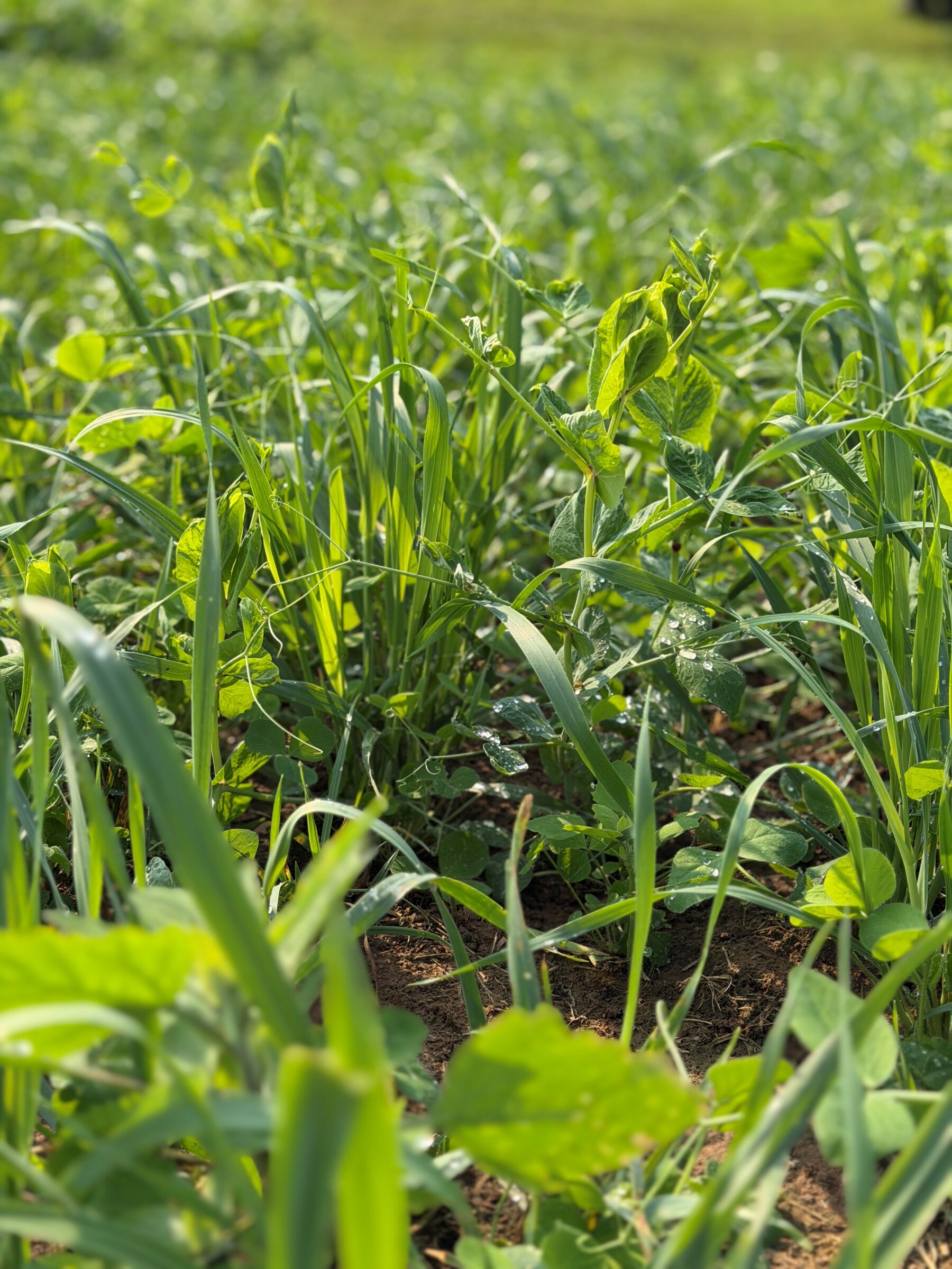 Wild Card (Corn Rotation Cover Crop Mix) - Image 3