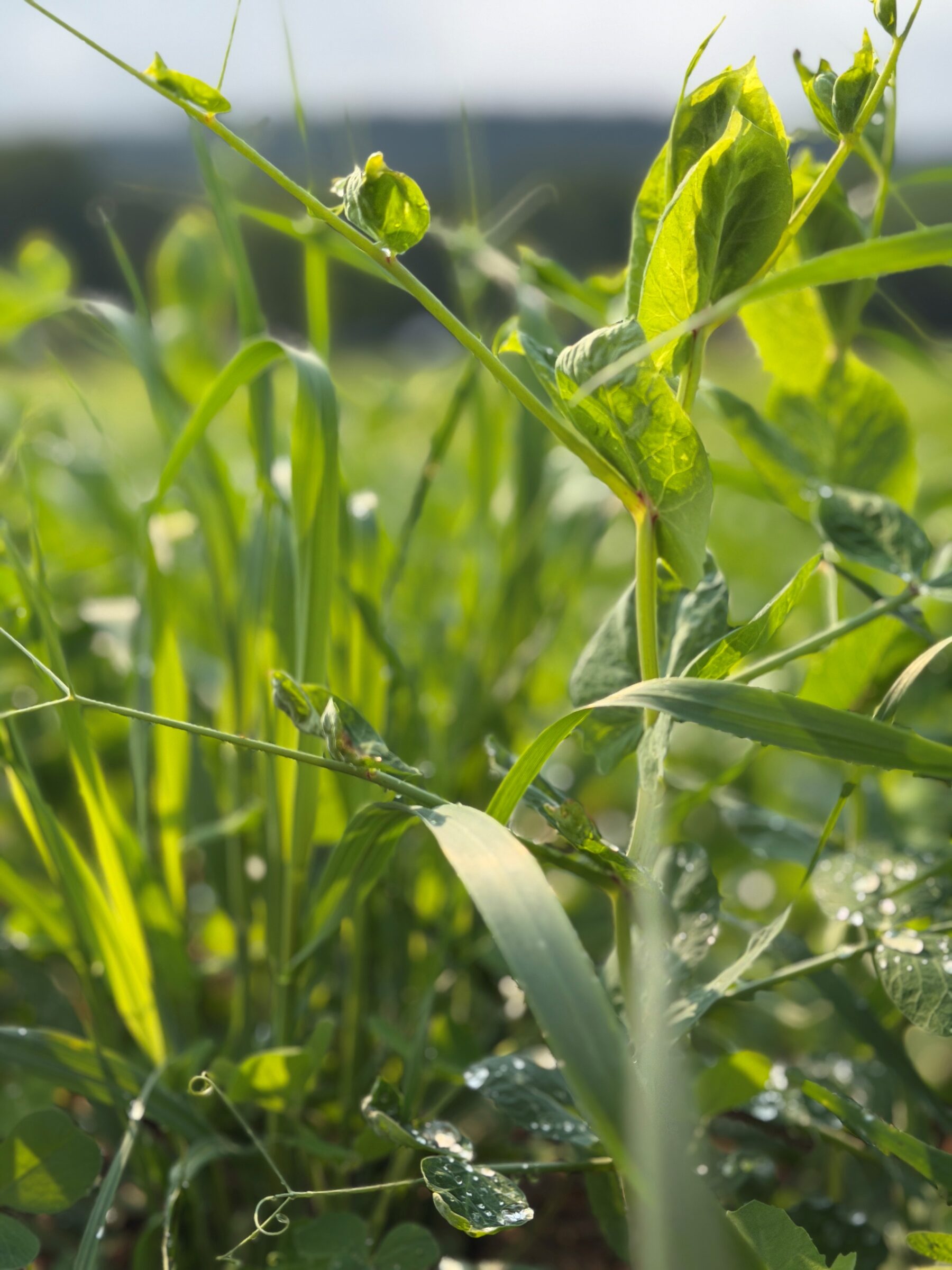 Wild Card (Corn Rotation Cover Crop Mix) - Image 4