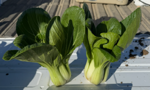Emerald Dream Pak Choi (Treated Seed)