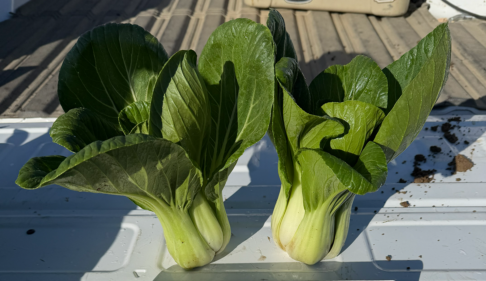 Emerald Dream Pak Choi (Treated Seed)